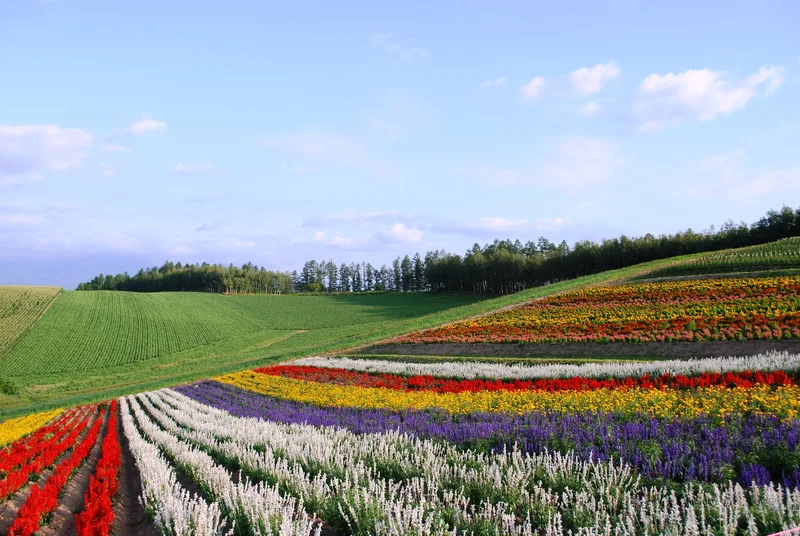 Panoramic Flower Gardens Shikisai-no-oka