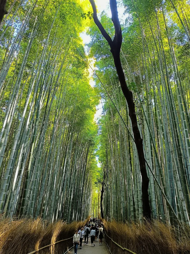 嵐山竹林の小径